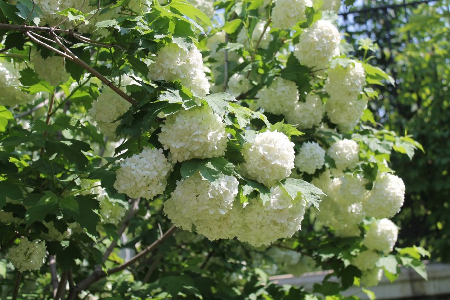 Калина обыкновенная Калина красная дерево