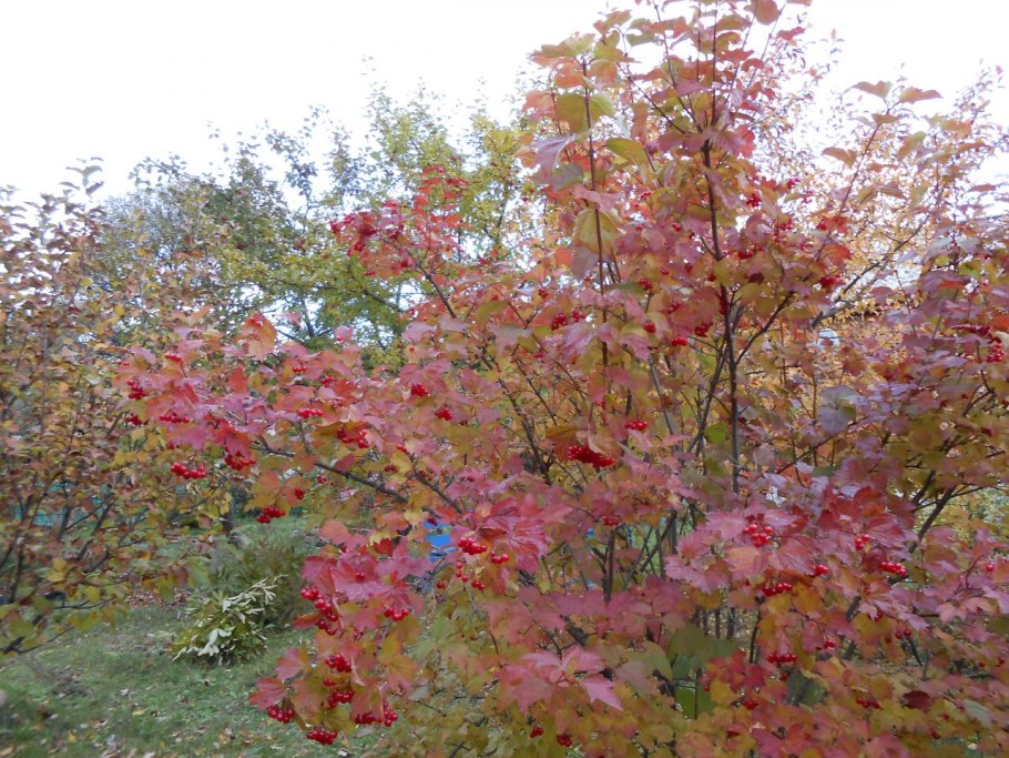 Калина обыкновенная куст