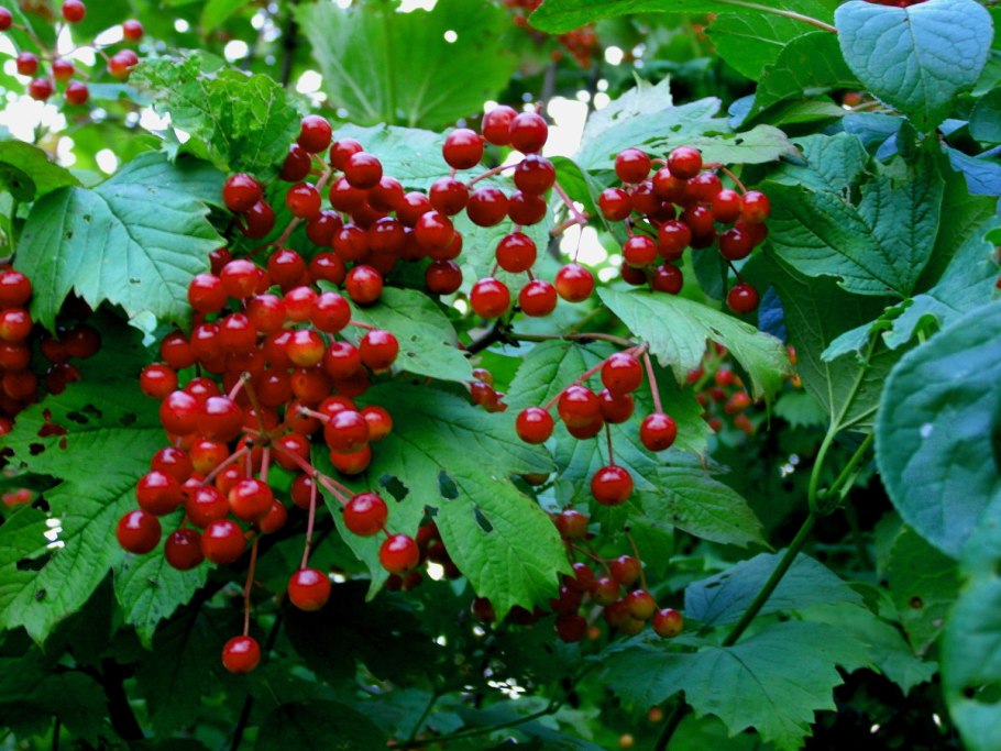 Калина красная Шукшинская