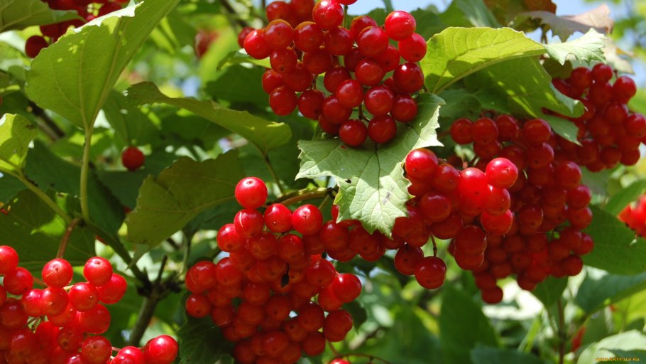 Калина обыкновенная кустарник