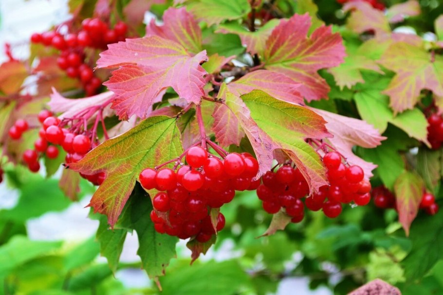 Калина Таежный Рубин