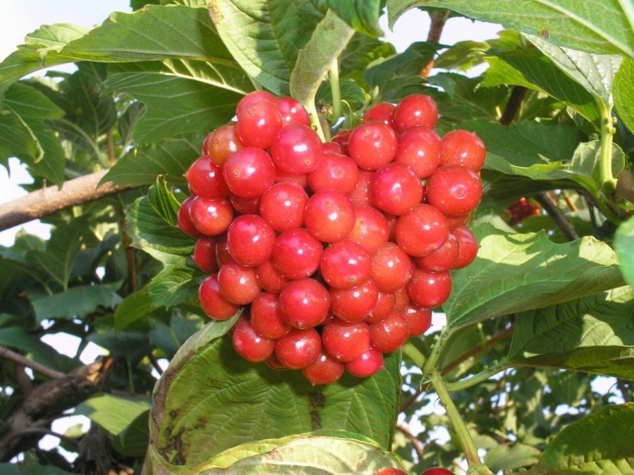 Калина плодовая ульгинь