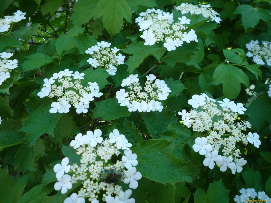 Калина обыкновенная красная гроздь