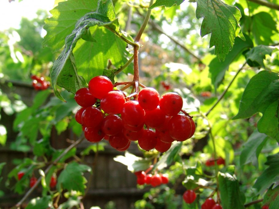 Калина Садовая Таежные рубины