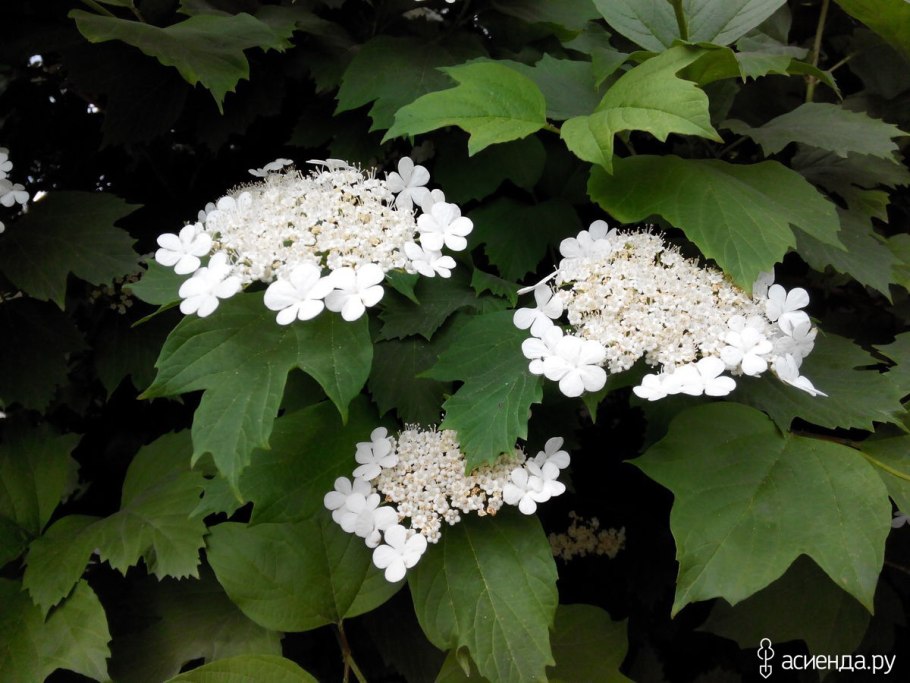 Калина обыкновенная соцветие