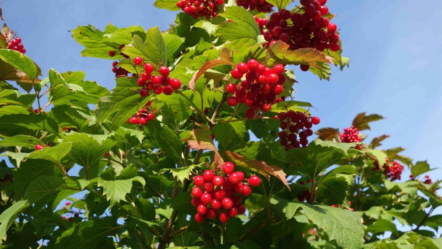 Калина Viburnum куст