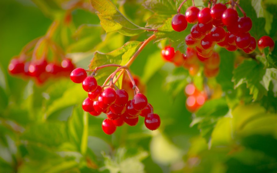 Калина обыкновенная офс