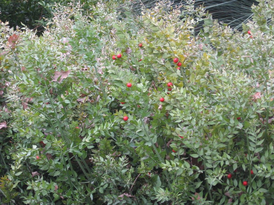 Растение иглица Колхидская