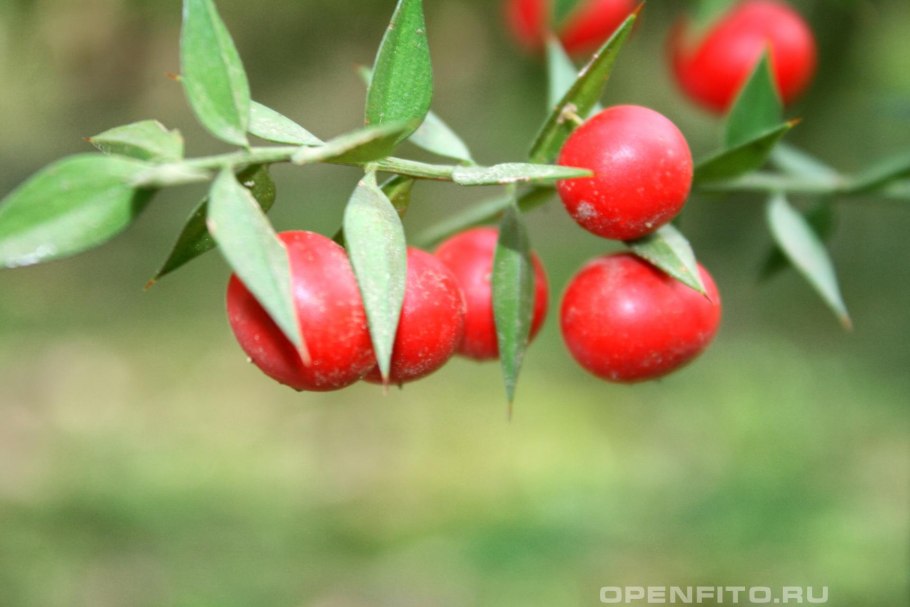 Иглица Колхидская Ruscus colchicus