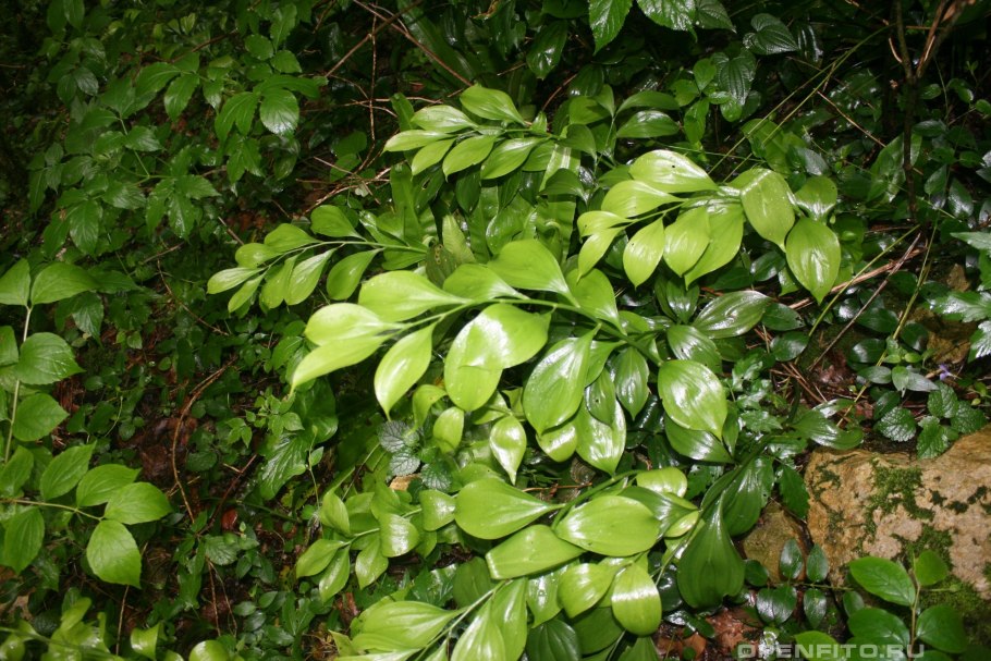 Экстракт иглицы шиповатой