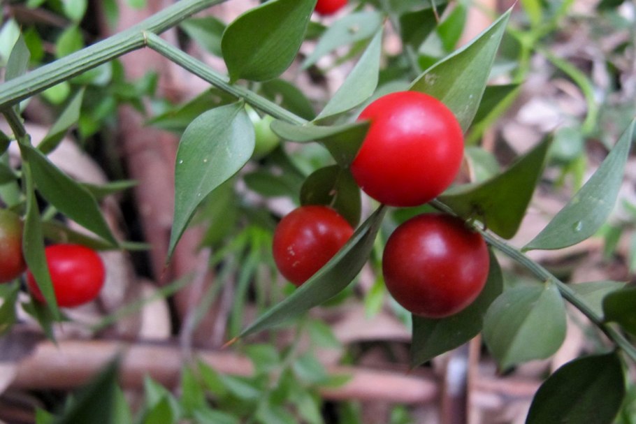 Растение иглица Понтийская