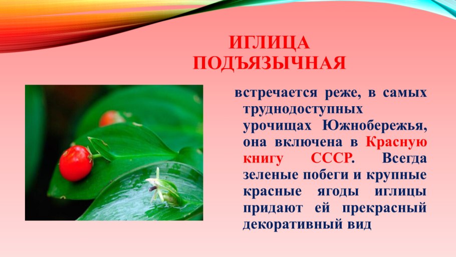 Рускус цветок Ботаническое описание