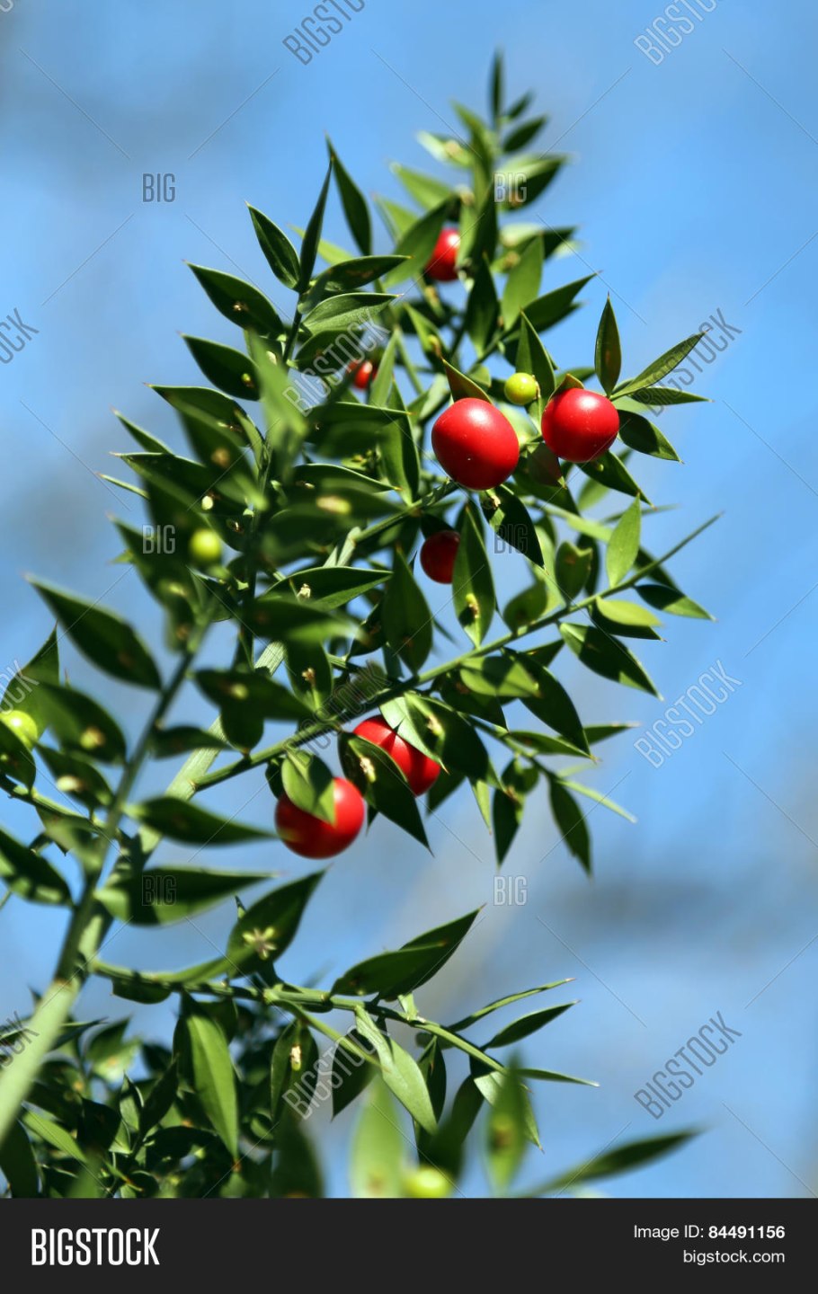 Иглица Рускус домашний цветок