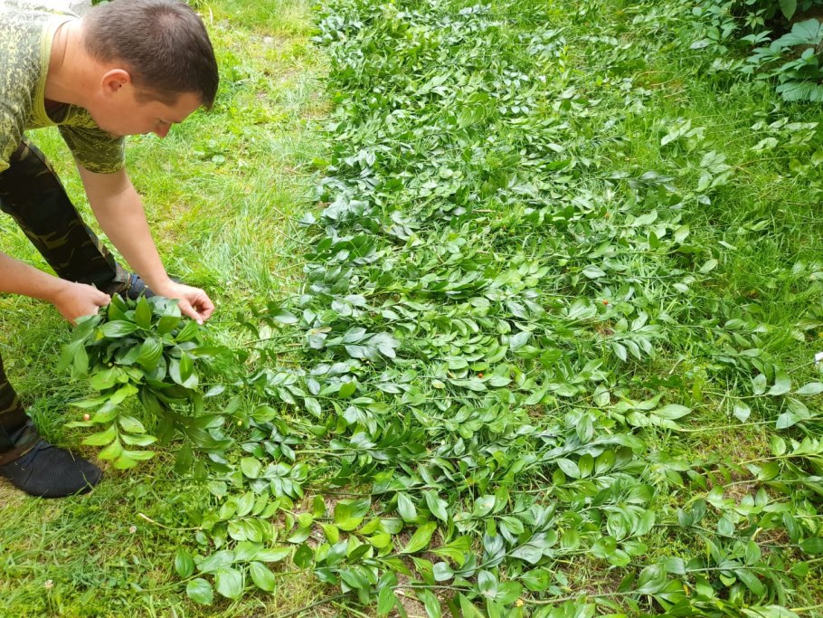 Иглица Понтийская