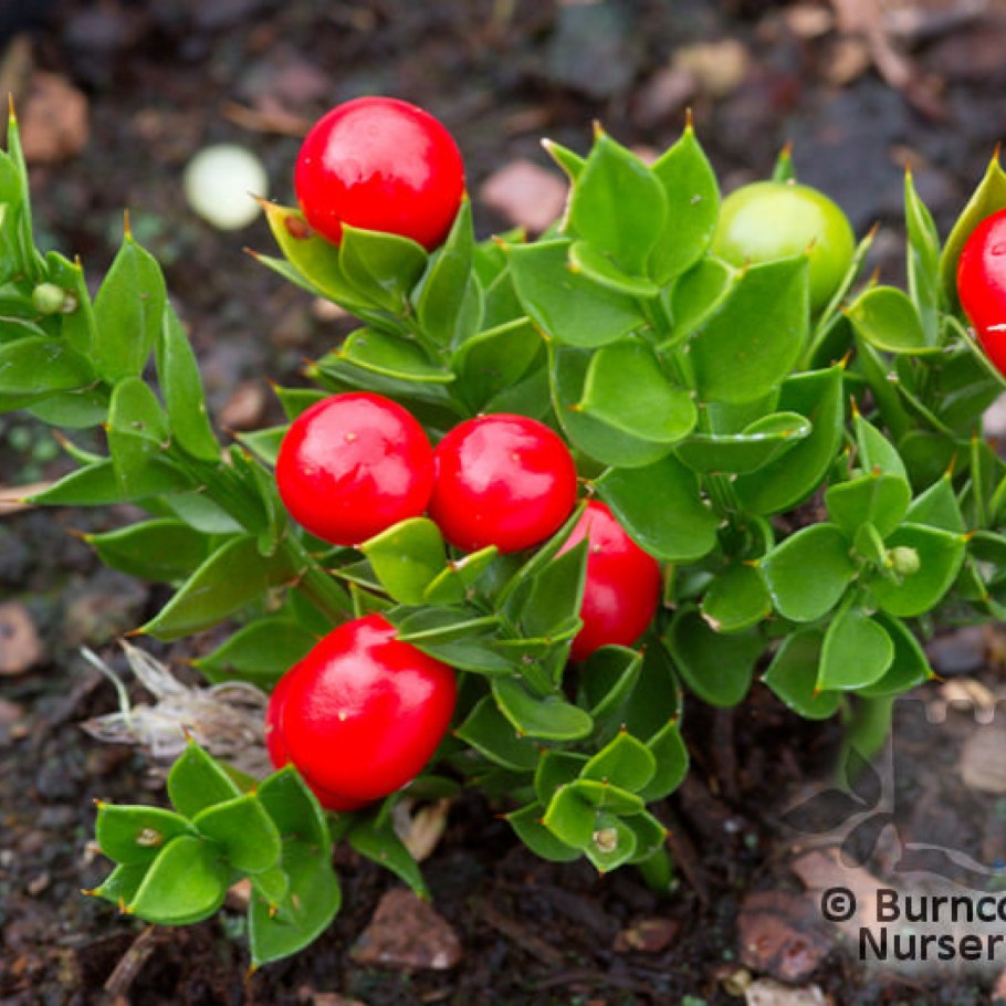 Рускус иглица Колхидская