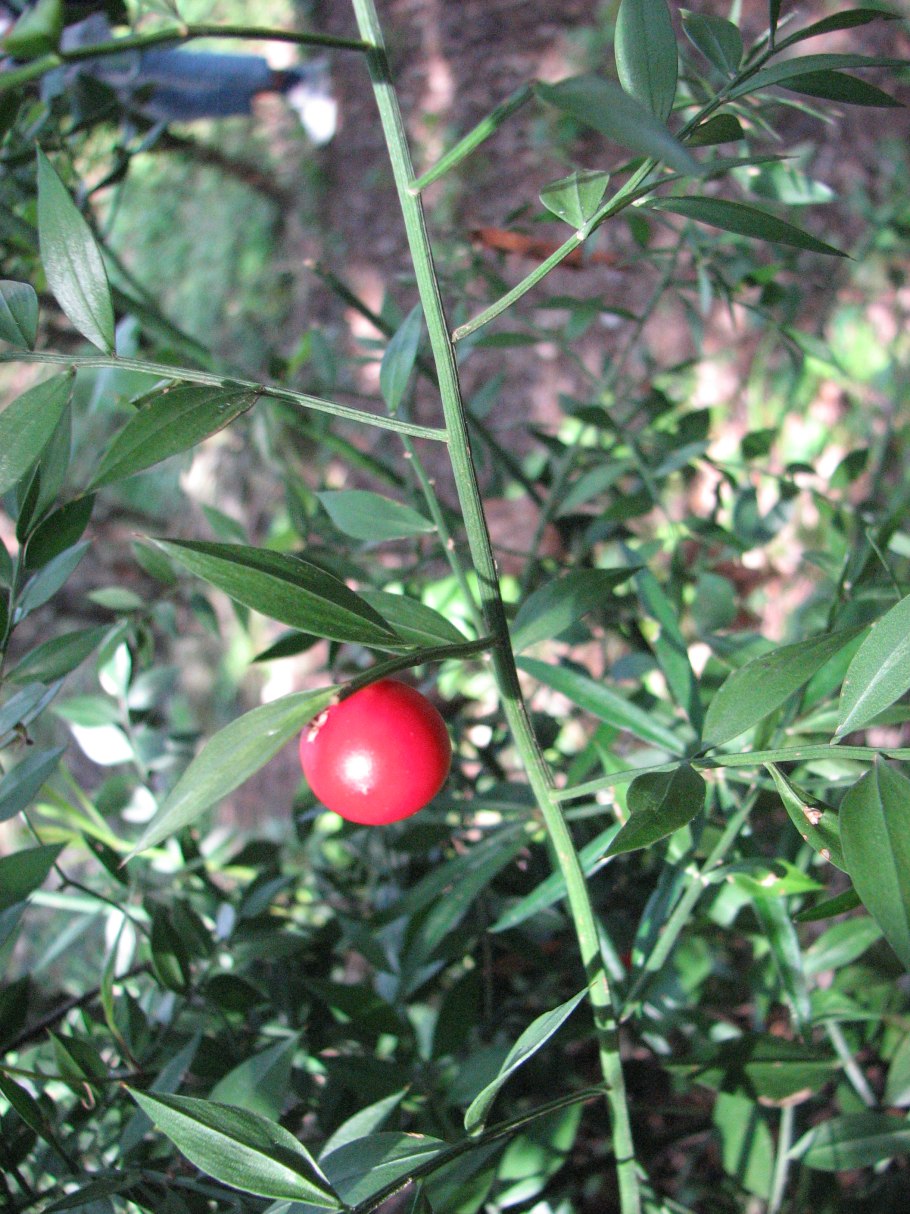 Филлокладии иглицы