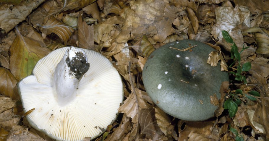 Чёрный груздь съедобный как отличить