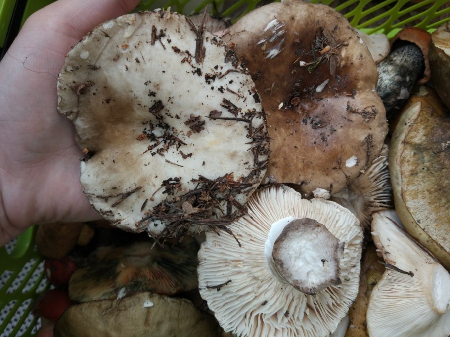 Черный груздь груздянка