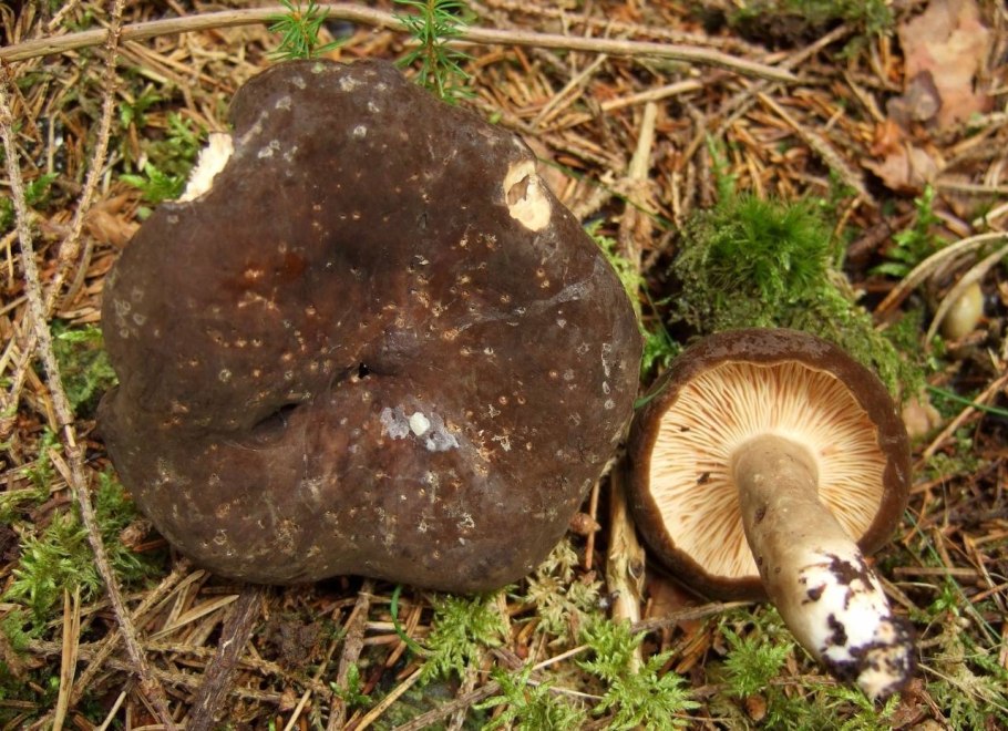 Гриб подгруздок черный