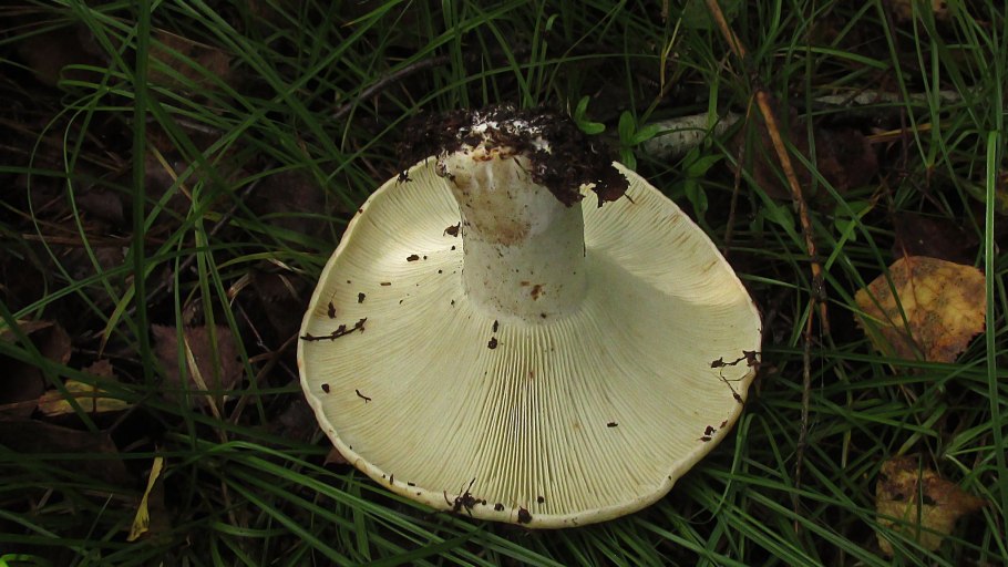 Подгруздок чернеющий