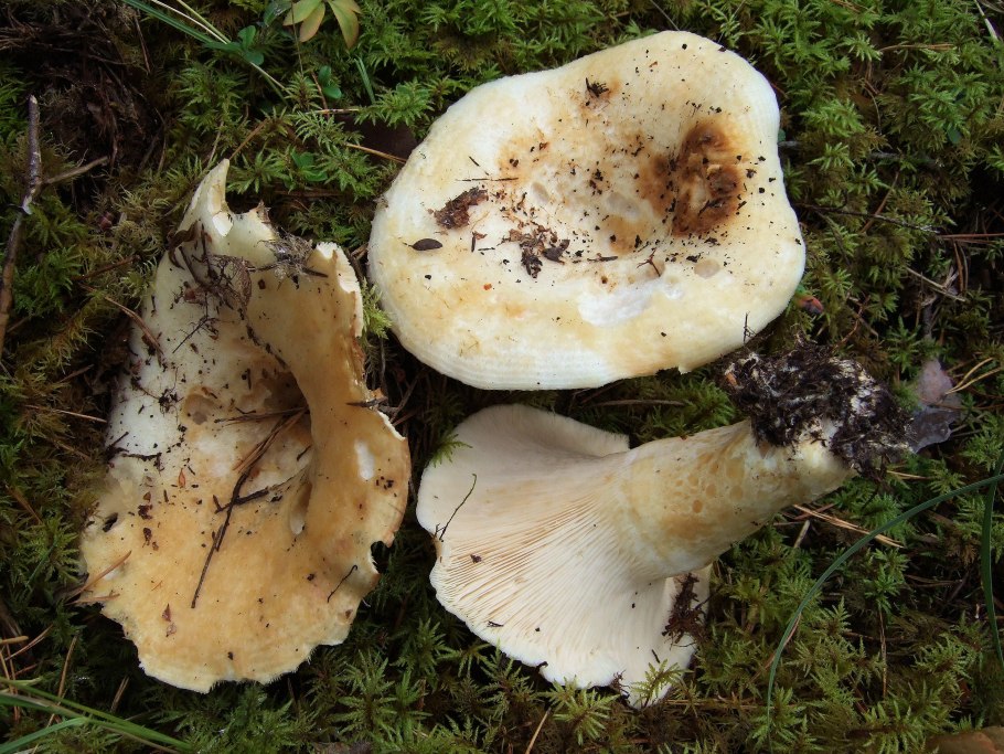 Груздь настоящий (Lactarius resimus)