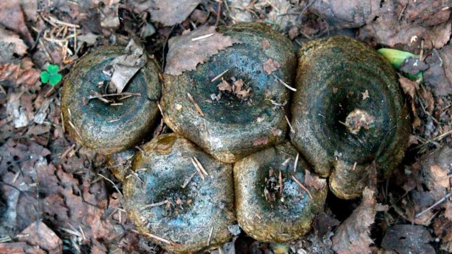 Желтый груздь волнушка