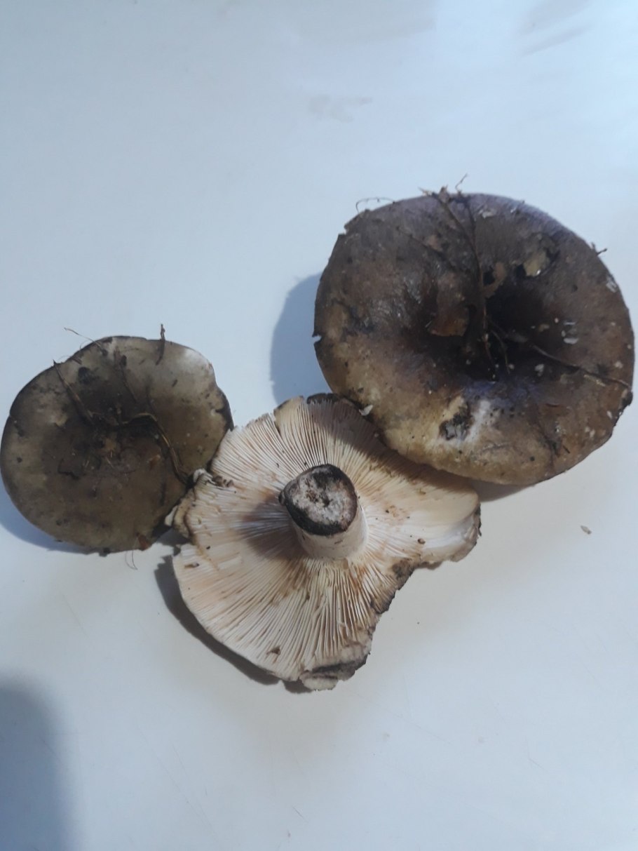 Подгруздок Russula adusta