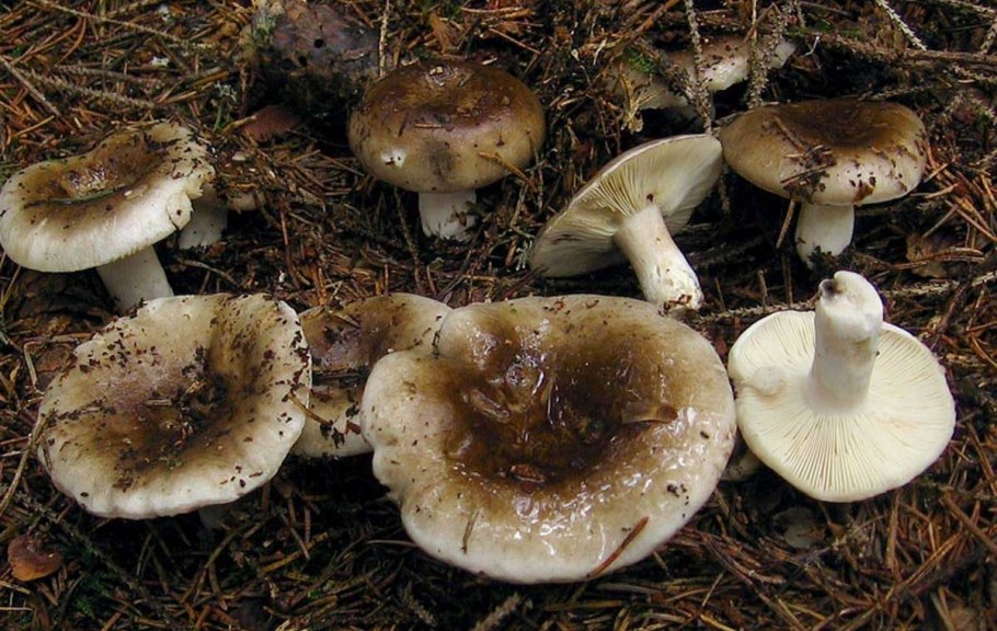 Подгруздок бело-чёрный