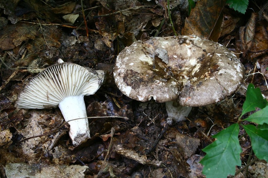 Подгруздок чернеющий