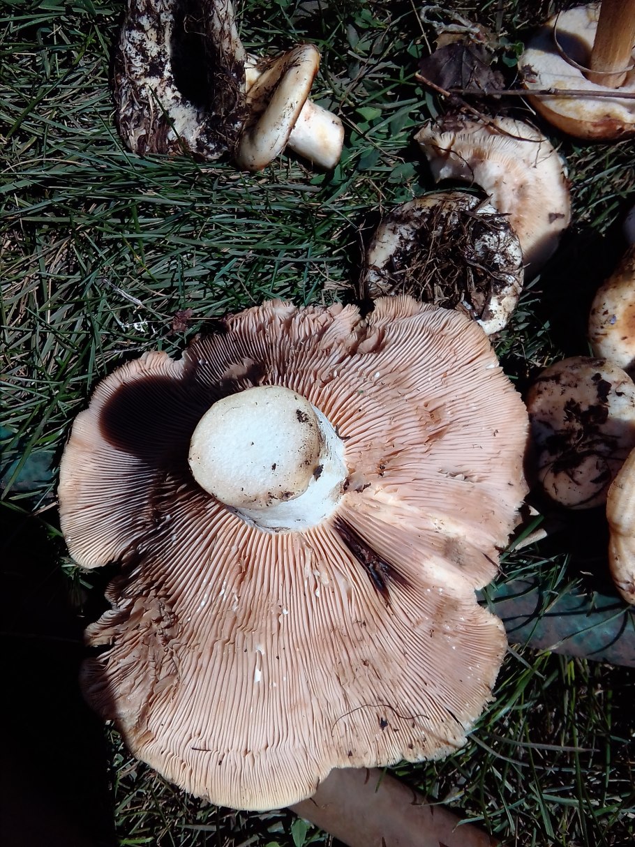 Груздь водозональный Lactarius aquizonatus