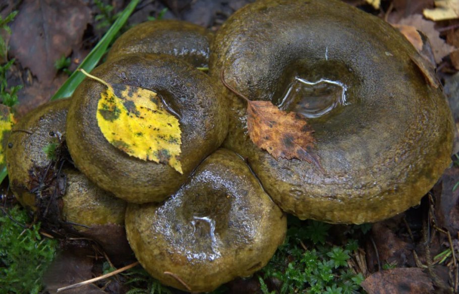 Грибы под листвой