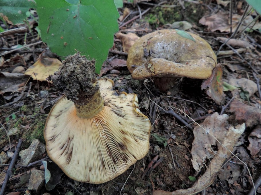 Подгруздок волнушка