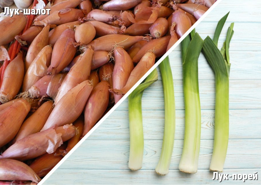 Лук шалот и лук порей