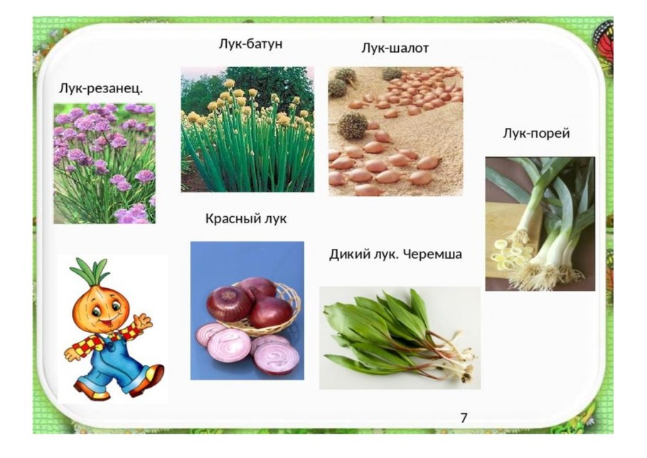 Презентация про лук для детей