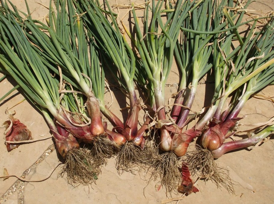 Leek лук порей