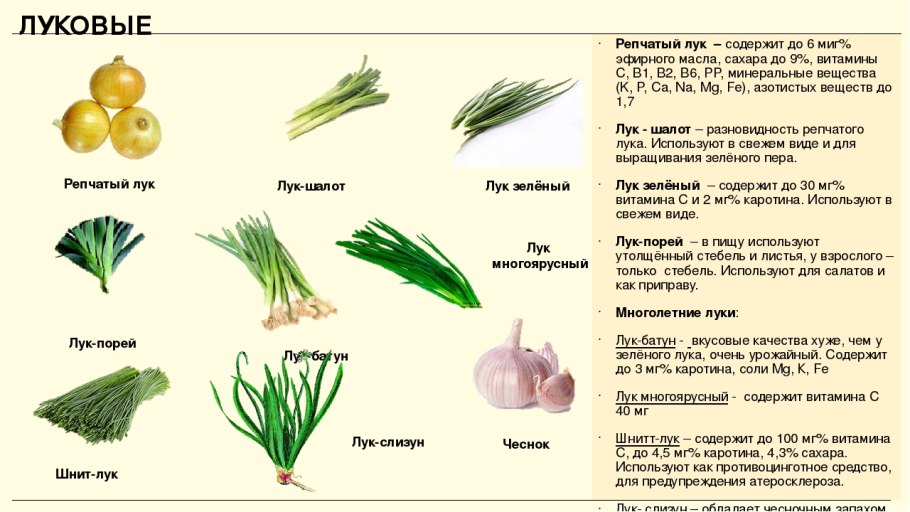 Лук репчатый латынь