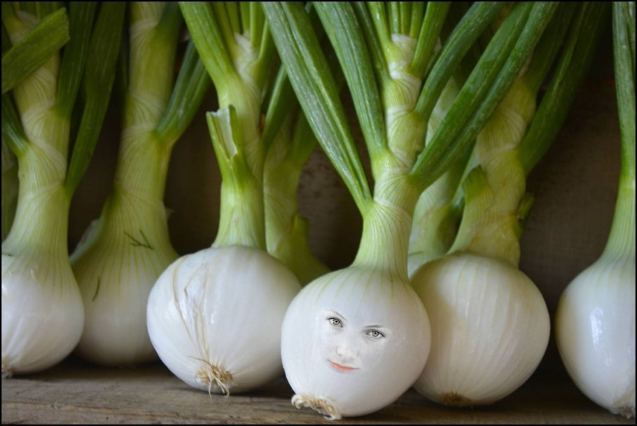 Грядка лука Эксибишен