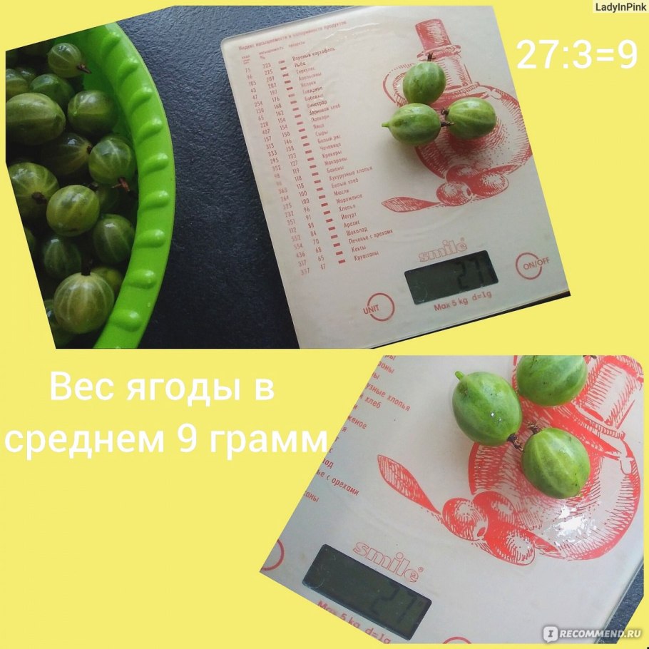 Крыжовник Куршу дзинтарс