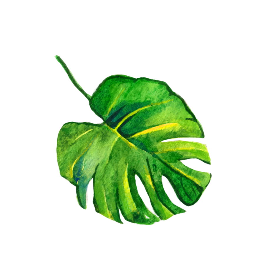 Монстера и папоротник