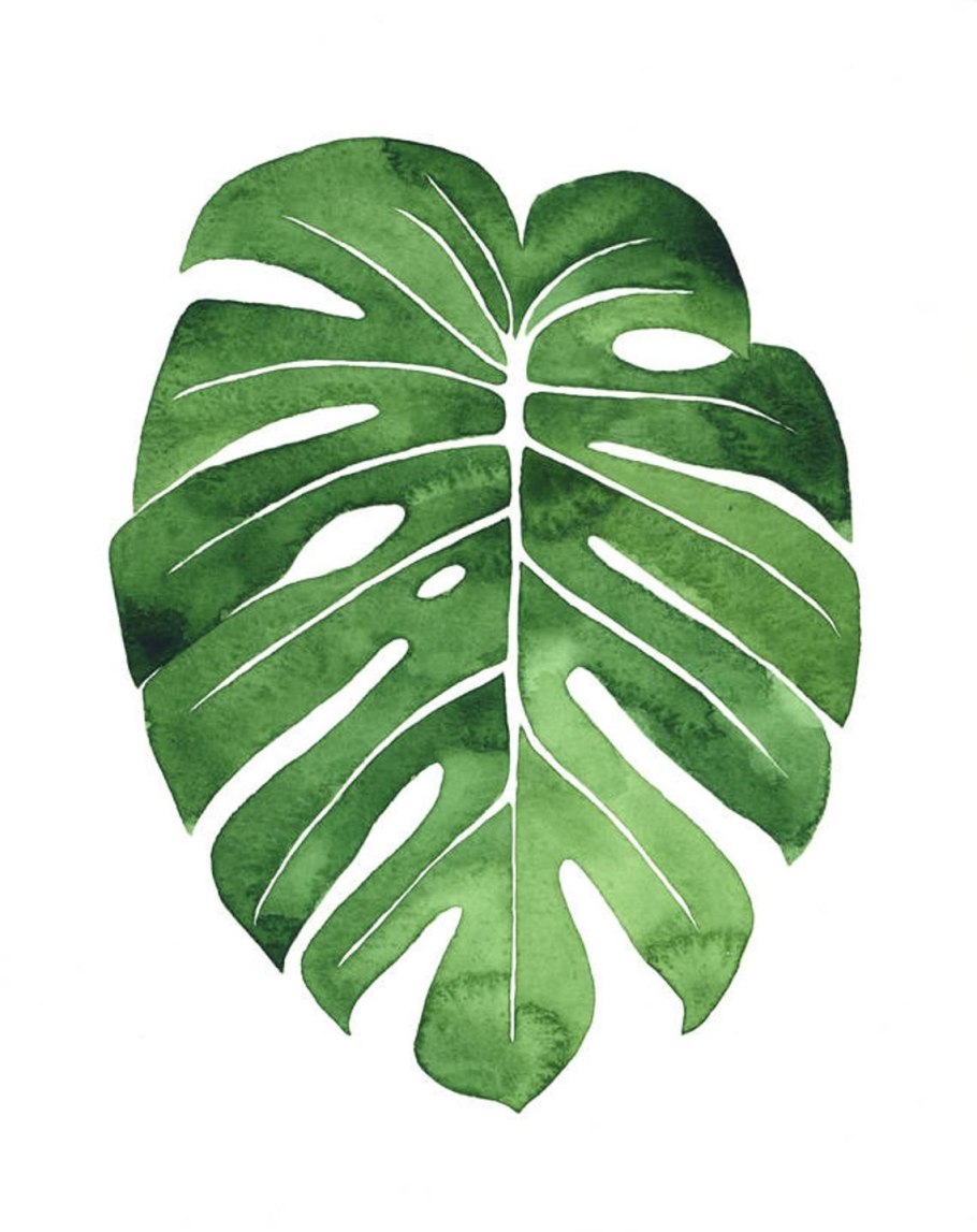 Монстера Эскуэлто