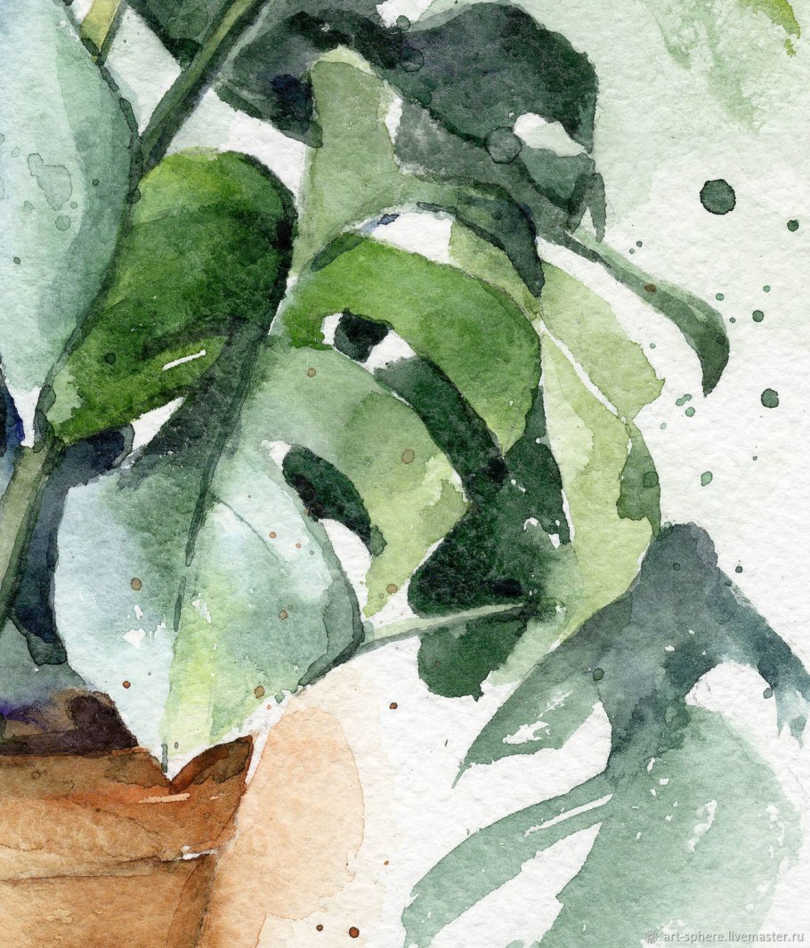 Монстера Индонезиан