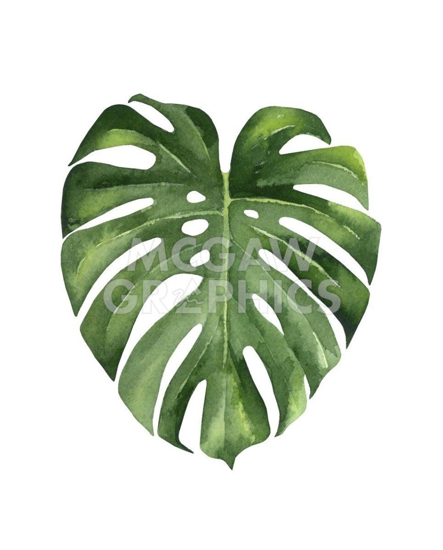 Монстера цветная