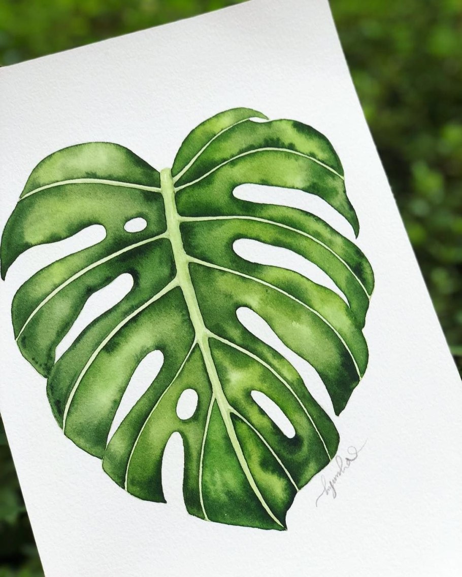 Монстера и папоротник