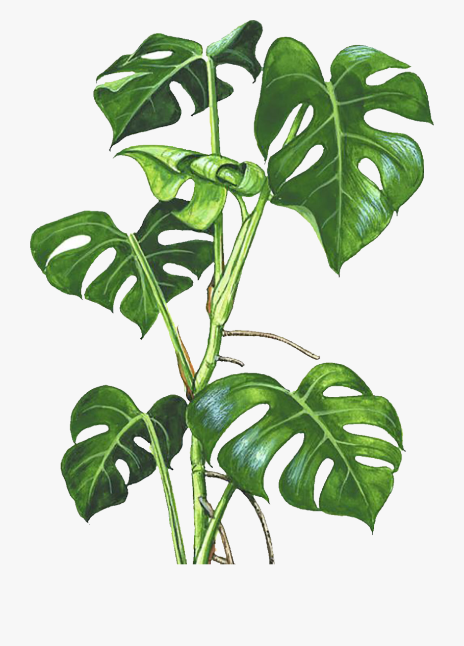 Листья пальмы Аффреско