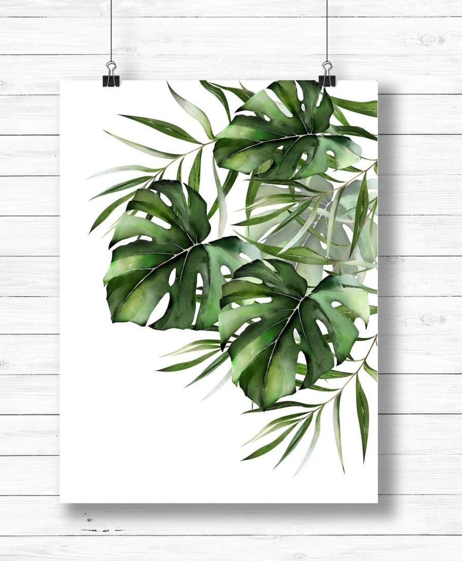 Монстера папоротник растения