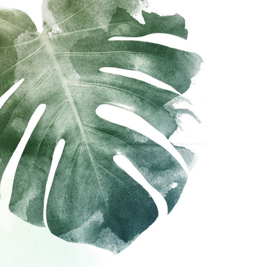 Монстера Эскуэлто