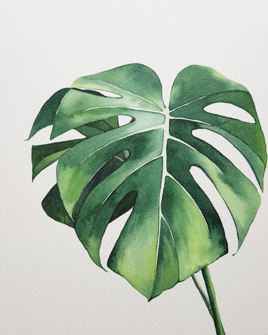 Монстера вид сверху