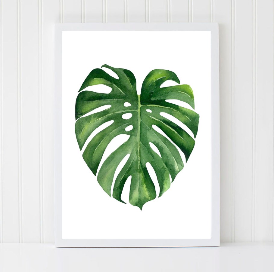 Лиана монстера акварель