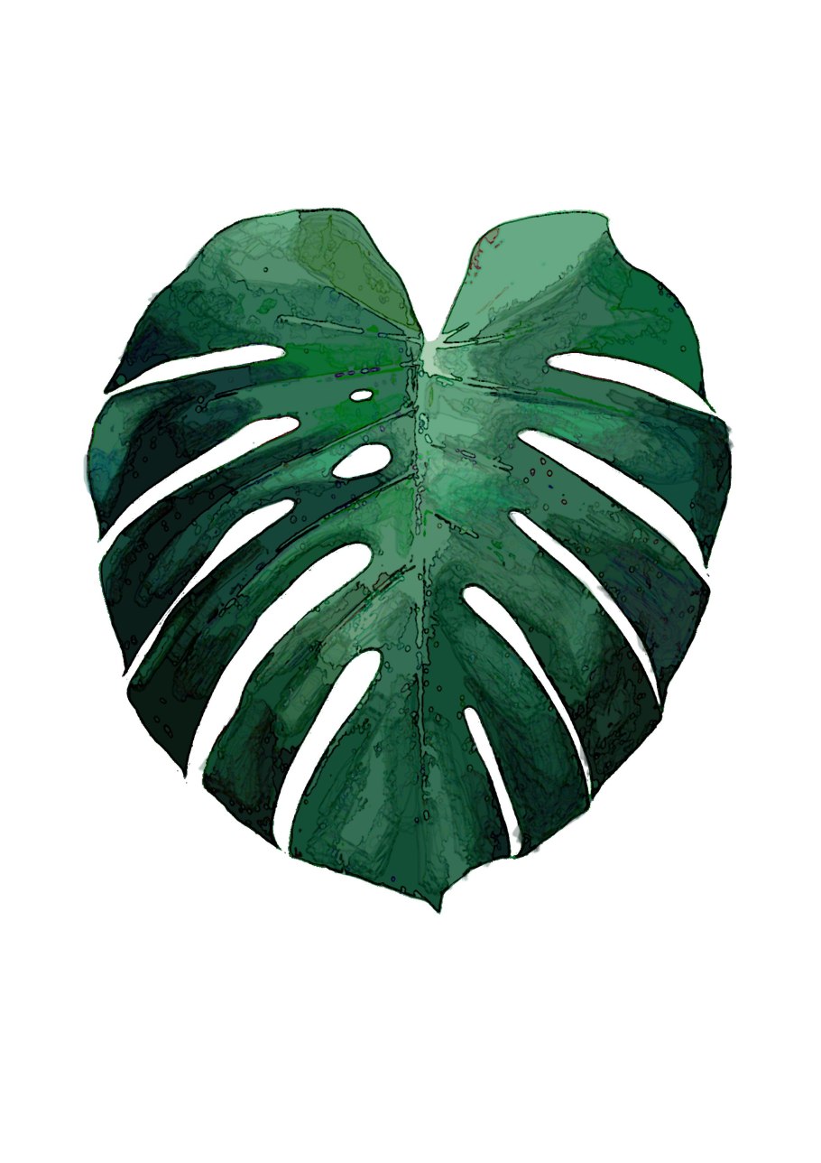 Монстера скетчинг