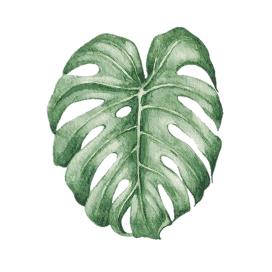Тропические лист Monstera